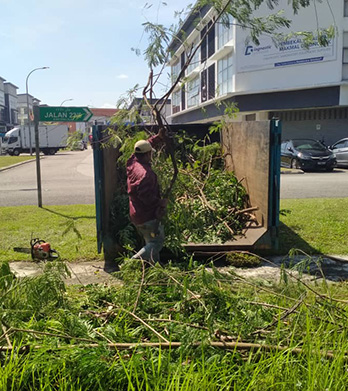 Tree Cleaning 