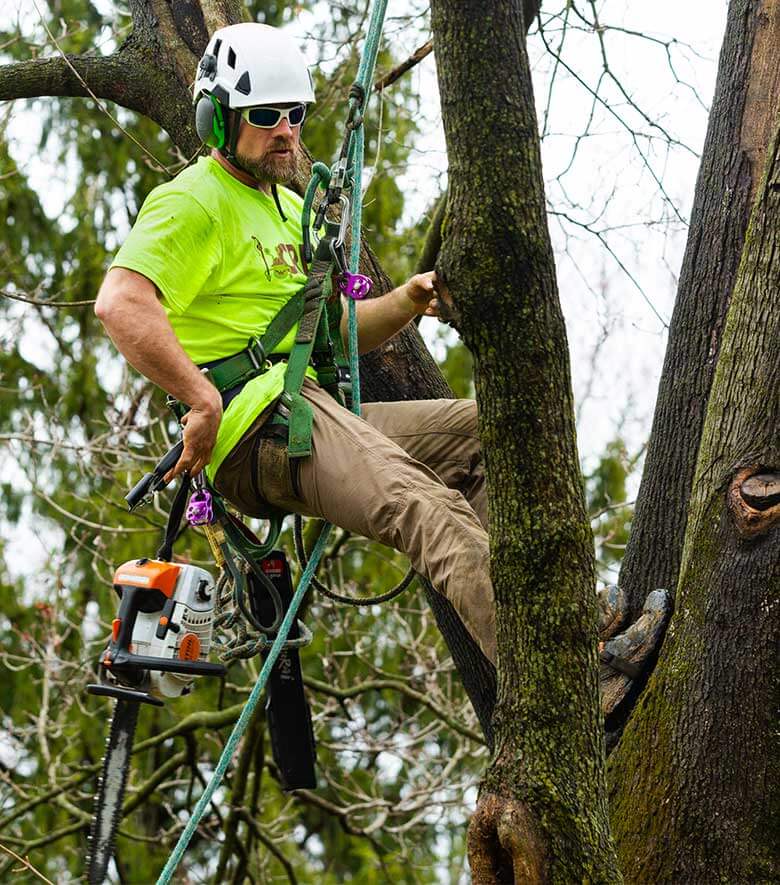 About Tree cutting Image